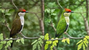 Transform Your Wildlife Photos from Raw to Remarkable (Pro Post-Processing Secrets)