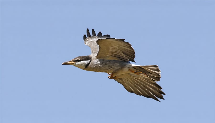 Bird photography example showing active autofocus points and camera settings