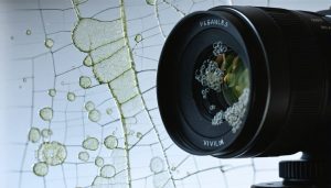 Close-up of a camera lens showing signs of fungus growth with web-like patterns and cloudy patches, emphasizing the importance of early detection and proper cleaning.