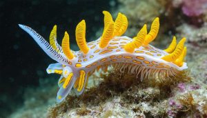Close-up of a vibrantly colored nudibranch captured through professional underwater macro photography, demonstrating detailed focus and intricate marine textures.