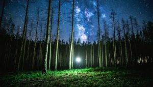 Tranquil nighttime forest illuminated by moonlight with vibrant star trails in the sky, captured alongside a sturdy tripod.