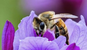 Honeybee on a purple flower in sharp macro detail, illuminated by twin macro flashes, with a tripod-mounted mirrorless camera and 105mm macro lens softly blurred in the garden background.