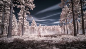 “Wide view of a pine forest rendered in infrared photography with glowing white trees and a dark sky with faint luminous clouds.”